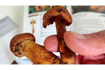 Attivita` dell`ispettorato micologico rivolta alla popolazione. Consulenza gratuita per la popolazione in merito al riconoscimento dei funghi epigei 