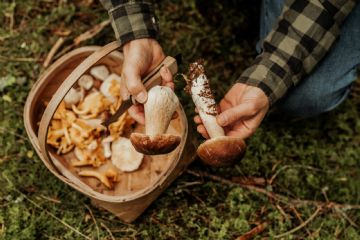 Corso formativo di preparazione ed esame per il rilascio dell’idoneit&#224; alla vendita per gli esercenti il commercio di funghi epigei freschi spontanei.